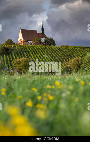 Maria Im Weingarten Wallfahrtskirche gesehen durch eine Wildblumenwiese, Volkach, Franken, Bayern, Deutschland Stockfoto