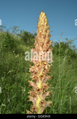 Flockenblume Roman - Orobanche elatior Stockfoto