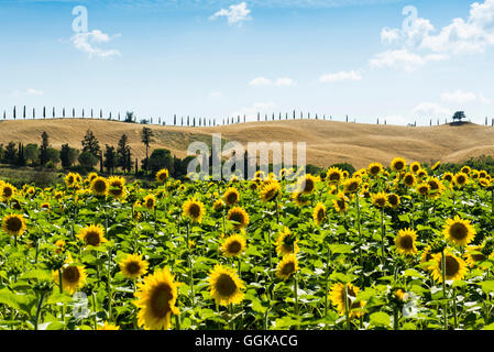 Feld voller Sonnenblumen, Crete Senesi, in der Nähe von Siena, Toskana, Italien Stockfoto