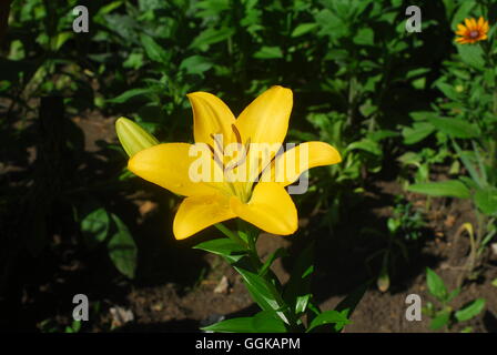 Gelbe Taglilie, hemerocallis fulva, Blüte gelbe Lilie Stockfoto