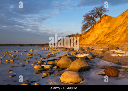 Natur Reservat Devin Halbinsel, Strelasund, Ostsee, Stralsund, Mecklenburg-Vorpommern, Deutschland Stockfoto