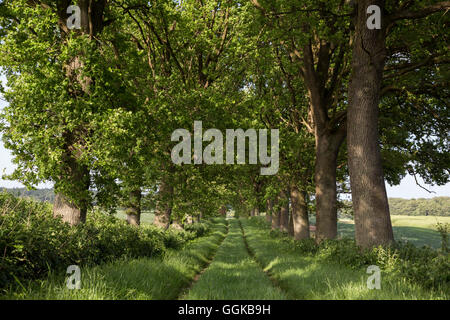 Bäumen gesäumten Weg, Altenhof, Eckernfoerde, Rendsburg-Eckernfoerde, Schleswig-Holstein, Deutschland Stockfoto