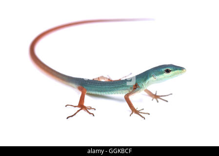 Miyako Grass Lizard (Takydromus Toyamai) Stockfoto