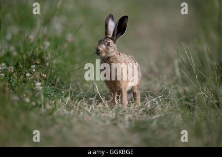 Europäischer Feldhase Lepus Europaeus, einziges Säugetier auf Rasen, Warwickshire, Juli 2016 Stockfoto