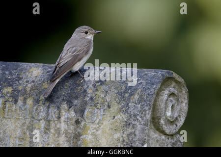 Grauschnäpper, Muscicapa Striata, einziger Vogel auf Grabstein, Warwickshire, Juli 2016 Stockfoto