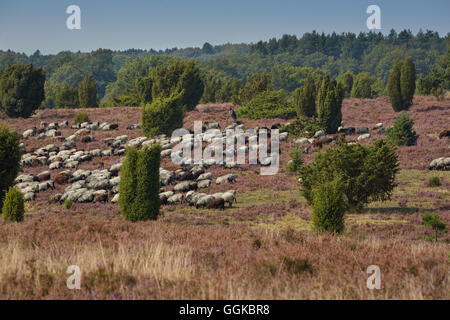 Blühende Heide, Schafe grasen auf der Lueneburger Heide, Wilseder Berg, Niedersachsen, Deutschland Stockfoto