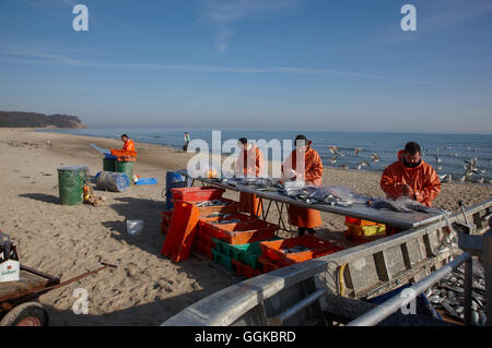 Fischer am Strand in der Nähe von Baabe, Moenchgut, Rügen, Ostsee, Mecklenburg Vorpommern, Deutschland Stockfoto