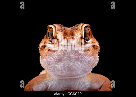 South African Boden Gecko (Chondrodactylus Angulifer), Namibia Stockfoto