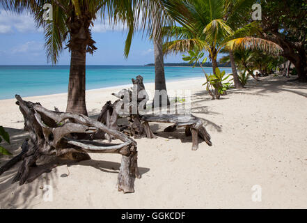 Treibholz und Palmen Bäume am tropischen Strand Saud in Pagudpud, Provinz Ilocos Norte auf der Hauptinsel Luzon, Philippin Stockfoto