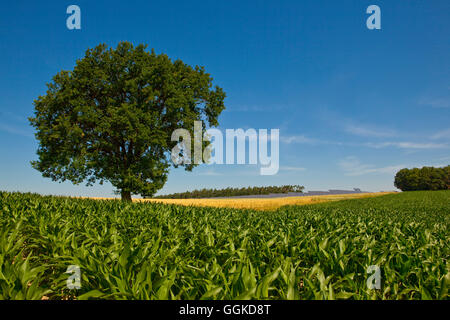 Solarpark im Sommer, Peterswald, Neuental, Hessen, Deutschland, Europa Stockfoto