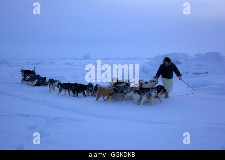 Hundeschlitten-Führer mit seinen Schlittenhunden auf dem zugefrorenen Meer bei Qaanaaq, Nordwesten Grönlands, Grönland Stockfoto