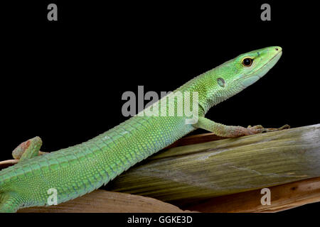 Miyako Grass Lizard (Takydromus Toyamai) Stockfoto