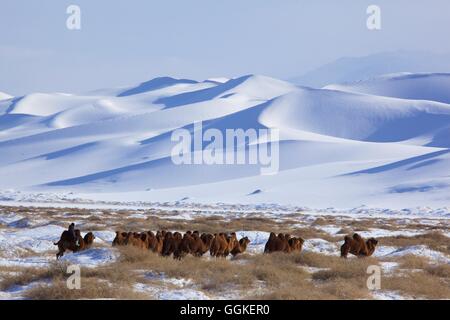 Kamele in den tief verschneiten Sanddünen des Khongoryn Els in der Wüste Gobi, Mongolei Stockfoto