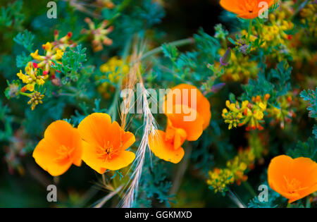 Kalifornische Mohn Blumen Eschscholzia Californica Nahaufnahme Stockfoto
