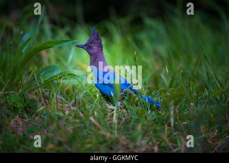 Steller's Jay Cyanocitta Stelleri Pazifikküste form Stockfoto