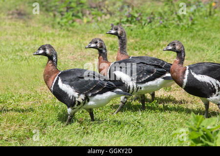 Rothalsgans (Branta Ruficollis). Gänsel vierzig Tage alt. Vier Geschwister, einer Kupplung von sechs aufgezogen sein Elternteil. Stockfoto