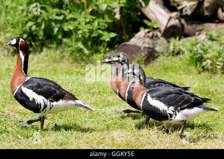 Rothalsgans (Branta Ruficollis). 03:40 Tage alt übergeordneter Gänsel, mit einer Häutung führt. Stockfoto