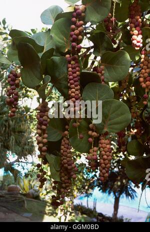 Coccoluba Uvifera-Sea Grape MIW253559 Stockfoto