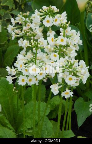 Primula Japonica 'Postford White' AGM-- (Kandelaber) MIW253601 /Photoshot Stockfoto