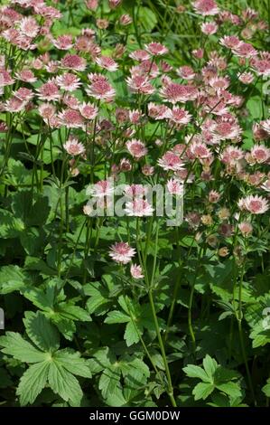 Astrantia große "Roma" MIW253622 Stockfoto