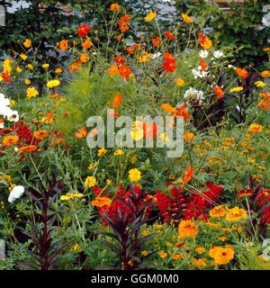 Eine Farbe - rot - Grenze Salvia Coccinea "Lady in Red" Zinnia Elegans 'Liliput Orange' Lobelia x Gerardii "Diva Rosa" und Cosmo Stockfoto