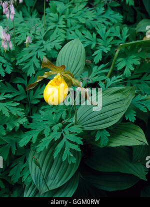Cypripedium calceolus. - Frauenschuh Orchidee.'''''' 045428 ORC/Photosh Stockfoto
