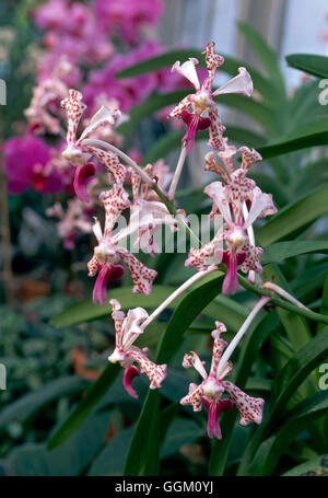 Vanda Tricolor var. Suavis ORC110054 Stockfoto