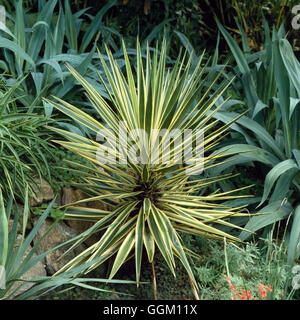 Yucca Gloriosa - 'Variegata' AGM PAL003459 Stockfoto