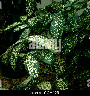 Dracaena Surculosa - (Syn D.godseffiana) Gold Dust Draceana PAL046220 /Pho Stockfoto