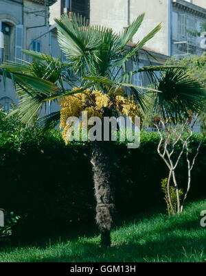 Trachycarpus Fortunei AGM - chinesische Windmühle Palm PAL063094 Stockfoto