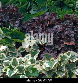 Pflanzen - mit Heuchera Micrantha var. Diversifolia 'Palace Purple'- und Brunnera Macrophylla 'Dawsons White' Ref: Stockfoto