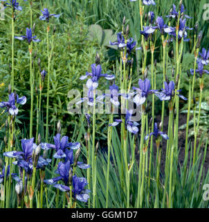 Iris Sibirica - "Flug der Schmetterlinge" PER006096 Stockfoto