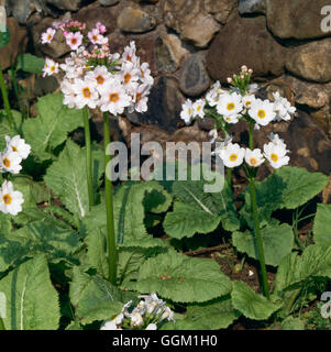 Primula Japonica - 'Postford weiß' PER013405 Stockfoto