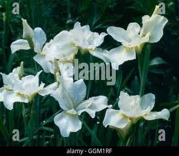 Iris Sibirica - 'White Swirl' PER030148 Stockfoto