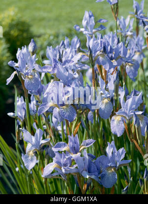 Iris Sibirica - 'Papillon' PER035011 Stockfoto