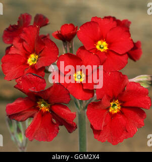 Primula Japonica - 'Millers Crimson' (Kandelaber) PER088267 Stockfoto