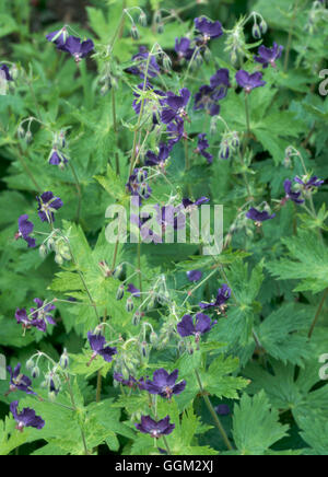 Geranium Phaeum - 'Lily Lovell' PER088745 Stockfoto