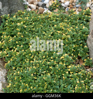 Origanum Vulgare - 'Gold Tip' PER101099 Stockfoto