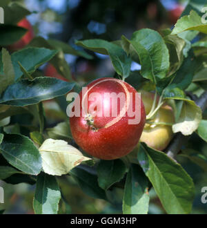 Blattwespen Apple Blattwespen Schäden (Hoplocampa Testudinea) Datum: 4.07.08 PES037708 Fotos Horticultura Stockfoto