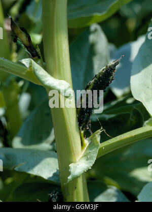 Blattläuse - Gemüse - Black Bean Blattlaus auf Saubohnen (Aphis Fabae) PES057005 Fotos Horticult Stockfoto