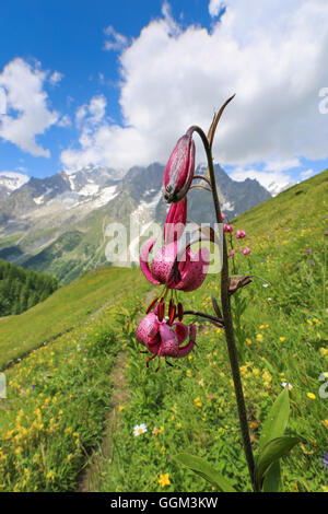 Lilium Martagon im Val Ferret, der Mont-Blanc-Massiv. Stockfoto