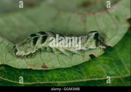 Caterpillar - Moth - von der Dot Moth (Melanchra Pericariae) PES096042 Stockfoto