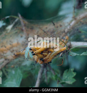 Caterpillar - Moth - Jouvenilles der Brown-Rute aus Cocoon. (Euproctis Chrysorrhoea)   PES108435 OBL Stockfoto