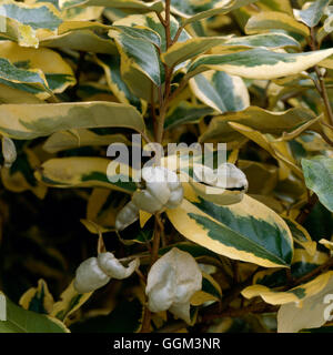 Blattläuse - Sträucher-Schäden an Elaeagnus X ebbingei "Goldrand" PES109900 Stockfoto