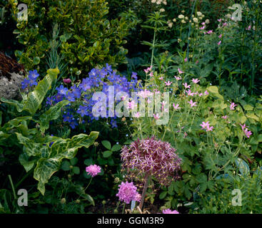 Mehrjährige Grenze - im Juni mit Arum Geranien Scabiosa und Allium Cristophii AGM PGN066693 Stockfoto