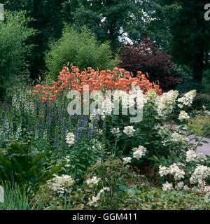 Stauden und Sträucher - Hydrangea Paniculata 'Unique' Lilium Lancifolium var. Splendens und Lobelia Siphilitica (Wisley RH Stockfoto