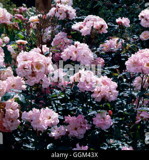 Rosa - "Clair (Bergsteiger) RCL025092 Matin' Stockfoto