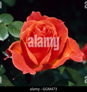 Rosa - "Gefährten" (Floribunda) RFL082793 Stockfoto