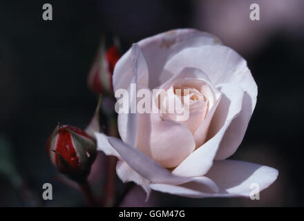 ROSA Englische Fräulein Floribunda Datum: 18.08.2008 RFL094015 " Stockfoto