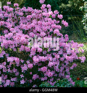 Rhododendron - 'Praecox' AGM RHO013654 Stockfoto